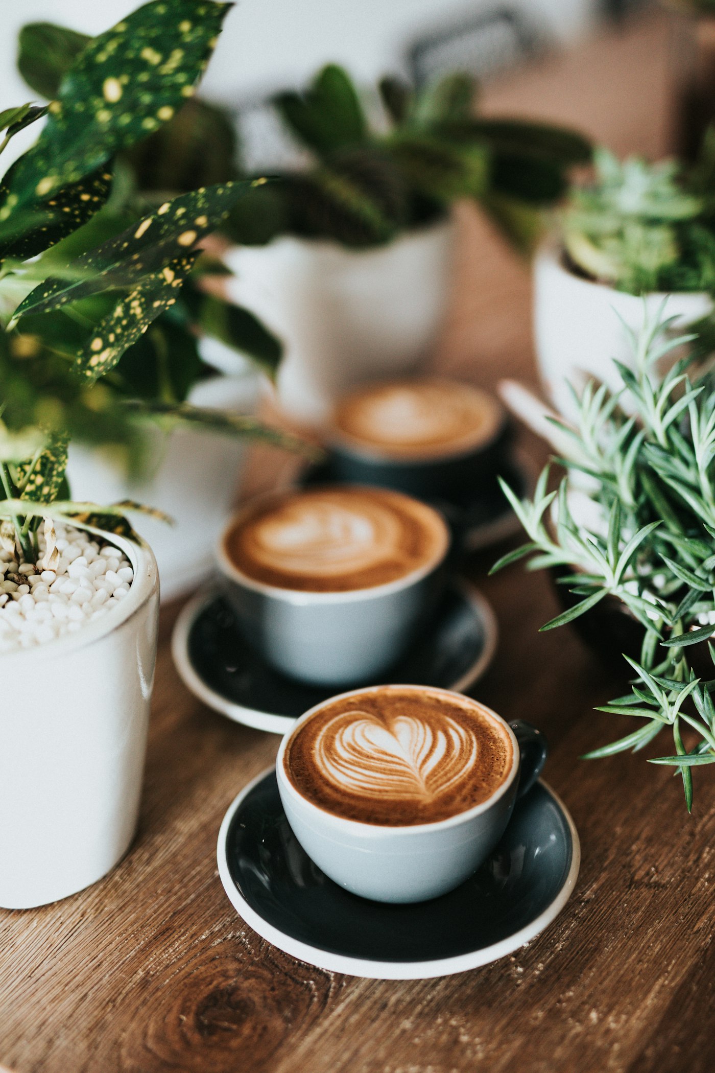 Three cappuccinos with latte art on a wooden table surrounded by potted plants